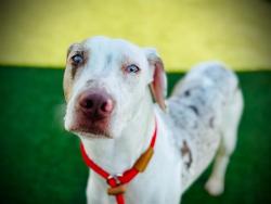Shelter Stray Male Dog last seen , 2769 Conroy Rd, Orlando, FL 32839, USA