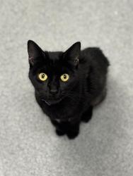 Shelter Stray Female Cat last seen Near , 2600 S Harding St, Indianapolis, IN 46221, USA
