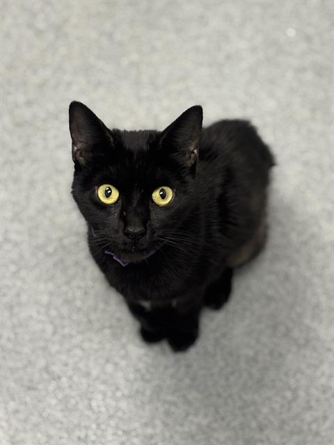 Shelter Stray Female Cat last seen Near , 2600 S Harding St, Indianapolis, IN 46221, USA