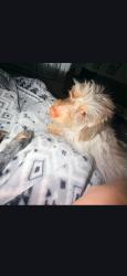 Reunited Male Dog last seen QT and the main road , Peoria, AZ 85345