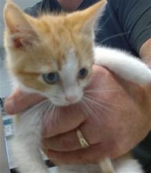 Shelter Stray Male Cat last seen Near BLOCK NW 27TH ST KC OK, 2811 SE 29th St, Oklahoma City, OK 73129, USA