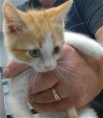 Shelter Stray Male Cat last seen Near BLOCK NW 27TH ST KC OK, 2811 SE 29th St, Oklahoma City, OK 73129, USA