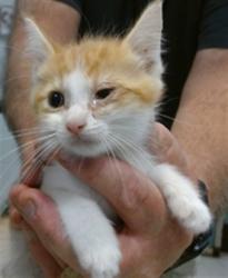 Shelter Stray Male Cat last seen Near BLOCK NW 27TH ST KC OK, 2811 SE 29th St, Oklahoma City, OK 73129, USA