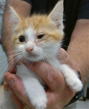 Shelter Stray Male Cat last seen Near BLOCK NW 27TH ST KC OK, 2811 SE 29th St, Oklahoma City, OK 73129, USA