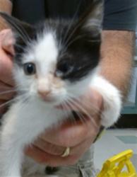 Shelter Stray Male Cat last seen Near BLOCK NW 27TH ST KC OK, 2811 SE 29th St, Oklahoma City, OK 73129, USA