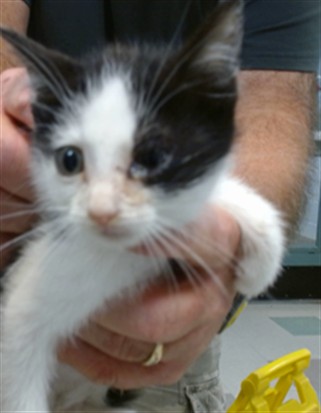 Shelter Stray Male Cat last seen Near BLOCK NW 27TH ST KC OK, 2811 SE 29th St, Oklahoma City, OK 73129, USA