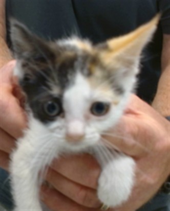Shelter Stray Female Cat last seen Near BLOCK NW 27TH ST KC OK, 2811 SE 29th St, Oklahoma City, OK 73129, USA