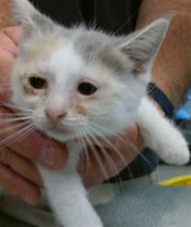 Shelter Stray Female Cat last seen Near BLOCK NW 27TH ST KC OK, 2811 SE 29th St, Oklahoma City, OK 73129, USA