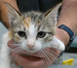 Shelter Stray Female Cat last seen Near BLOCK NW 27TH ST KC OK, 2811 SE 29th St, Oklahoma City, OK 73129, USA