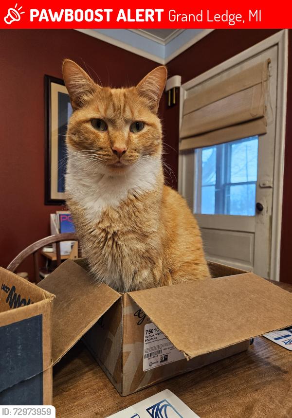 Lost Male Cat last seen Clinton St and Oakwood st, Grand Ledge, MI 48837