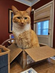 Lost Male Cat last seen Clinton St and Oakwood st, Grand Ledge, MI 48837