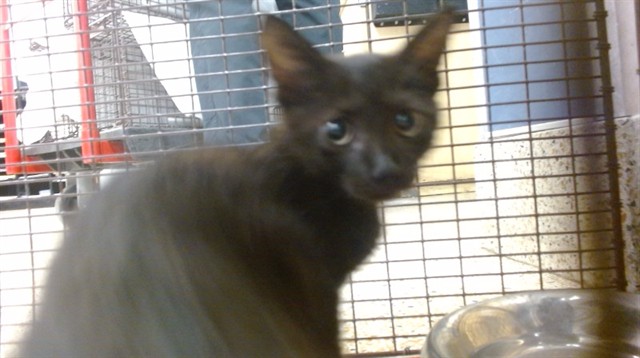 Shelter Stray Female Cat last seen LAS, Doral, FL 33122