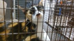 Shelter Stray Female Cat last seen Near BLOCK NW 9 CIR, Doral, FL 33122
