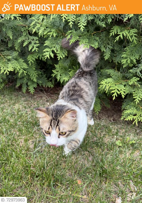 Found/Stray Unknown Cat last seen Near Mooreview Pkwy, Ashburn, VA 20148, Ashburn, VA 20148