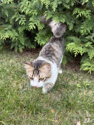 Found/Stray Unknown Cat last seen Near Mooreview Pkwy, Ashburn, VA 20148, Ashburn, VA 20148