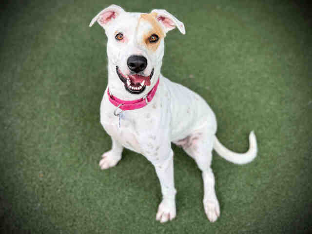 Shelter Stray Female Dog last seen , 5821 Sweetwater Rd, Bonita, CA 91902, USA