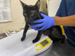Shelter Stray Female Cat last seen , 2481 Palomar Airport Rd, Carlsbad, CA 92011, USA