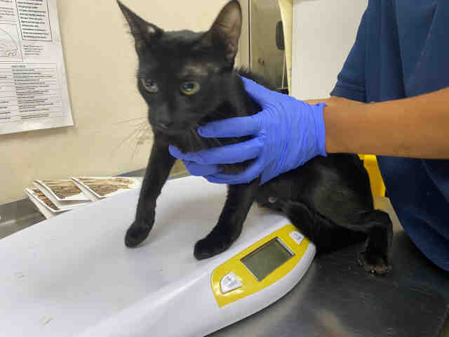 Shelter Stray Female Cat last seen , 2481 Palomar Airport Rd, Carlsbad, CA 92011, USA