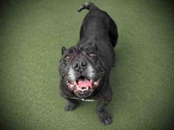 Shelter Stray Male Dog last seen SWEETWATER SPRINGS, Bonita, CA 91902