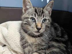 Shelter Stray Male Cat last seen RAINBOW VALLEY BLVD, 2481 Palomar Airport Rd, Carlsbad, CA 92011, USA
