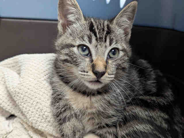 Shelter Stray Male Cat last seen RAINBOW VALLEY BLVD, 2481 Palomar Airport Rd, Carlsbad, CA 92011, USA