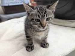 Shelter Stray Male Cat last seen RAINBOW VALLEY BLVD, 2481 Palomar Airport Rd, Carlsbad, CA 92011, USA