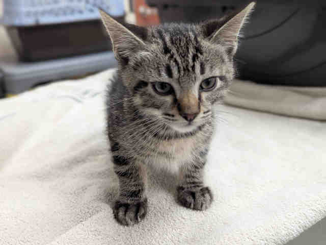 Shelter Stray Male Cat last seen RAINBOW VALLEY BLVD, 2481 Palomar Airport Rd, Carlsbad, CA 92011, USA