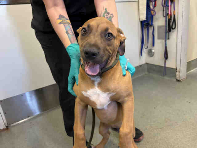 Shelter Stray Male Dog last seen SYCAMORE LN, Bonita, CA 91902