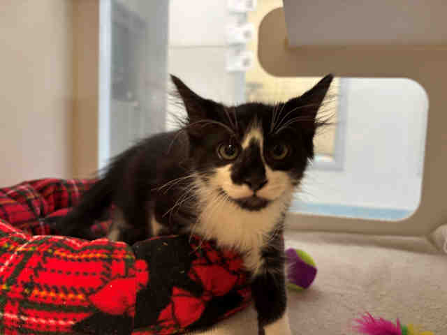 Shelter Stray Male Cat last seen BRIARWOOD RD, Bonita, CA 91902
