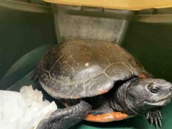Shelter Stray Unknown Reptile last seen WAHUPA RANCH, 5821 Sweetwater Rd, Bonita, CA 91902, USA
