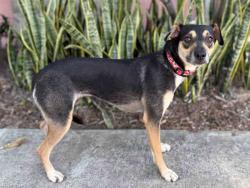 Shelter Stray Female Dog last seen , Bonita, CA 91902