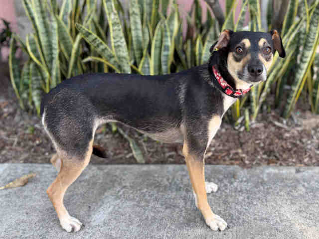 Shelter Stray Female Dog last seen , Bonita, CA 91902