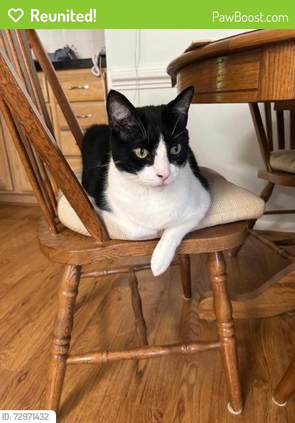 Reunited Male Cat last seen Paul Revere, Virginia Beach, VA 23455