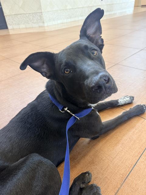 Shelter Stray Male Dog last seen , 4710 TX-151, San Antonio, TX 78227, USA