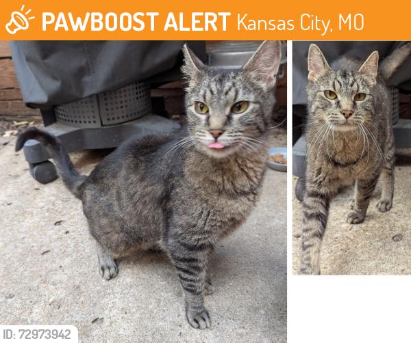 Found/Stray Male Cat last seen West 11th St & Washington St, Kansas City, MO 64105