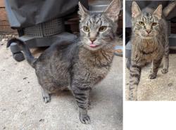 Found/Stray Male Cat last seen West 11th St & Washington St, Kansas City, MO 64105