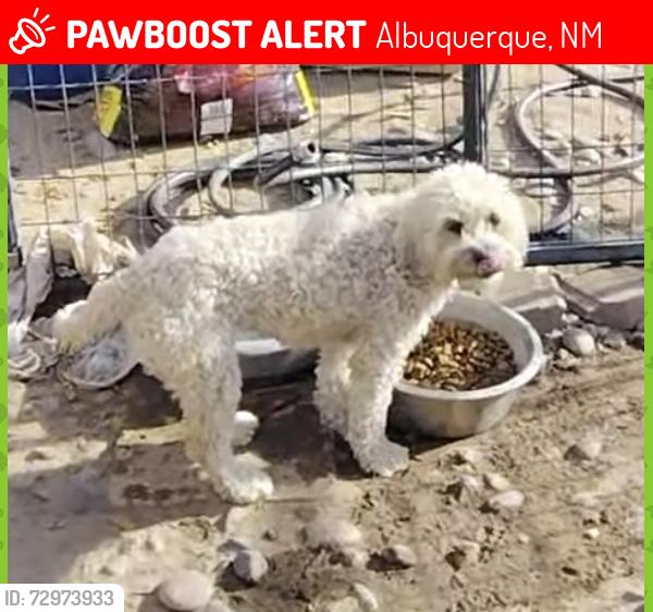 Lost Female Dog last seen Menaul and Indian school near 12th by the park , Albuquerque, NM 87107