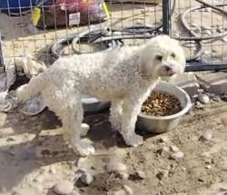 Lost Female Dog last seen Menaul and Indian school near 12th by the park , Albuquerque, NM 87107