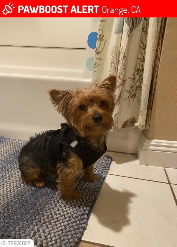 Lost Male Dog last seen Chapman and prospect, Orange, CA 92869