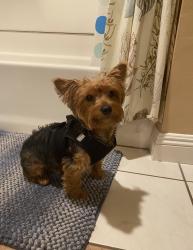 Lost Male Dog last seen Chapman and prospect, Orange, CA 92869