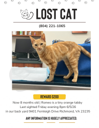 Lost Male Cat last seen Neighborhood behind Larus Park, Trader Joe's, Sabot at Stony Point School, Richmond, VA 23235