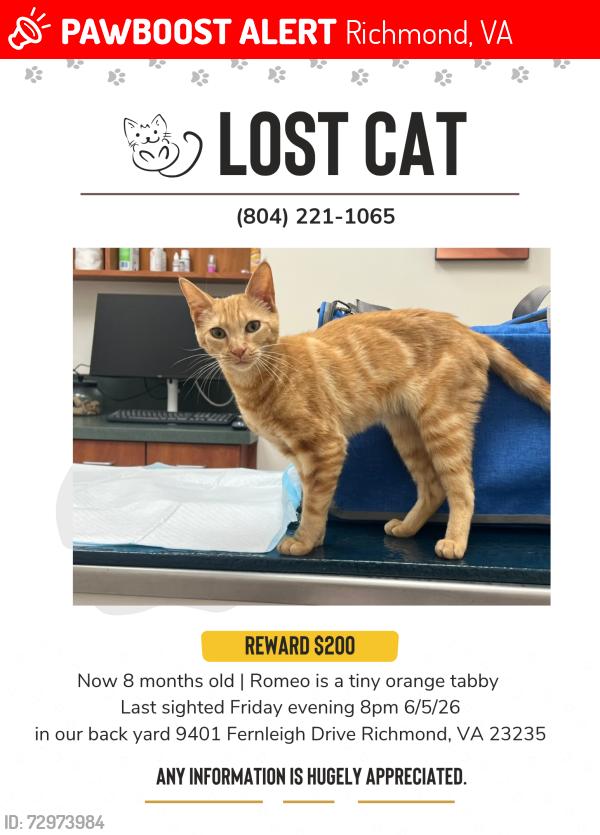 Lost Male Cat last seen Neighborhood behind Larus Park, Trader Joe's, Sabot at Stony Point School, Richmond, VA 23235
