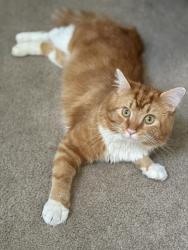 Reunited Male Cat last seen Belvedere off Brand rd in Dublin, Dublin, OH 43016