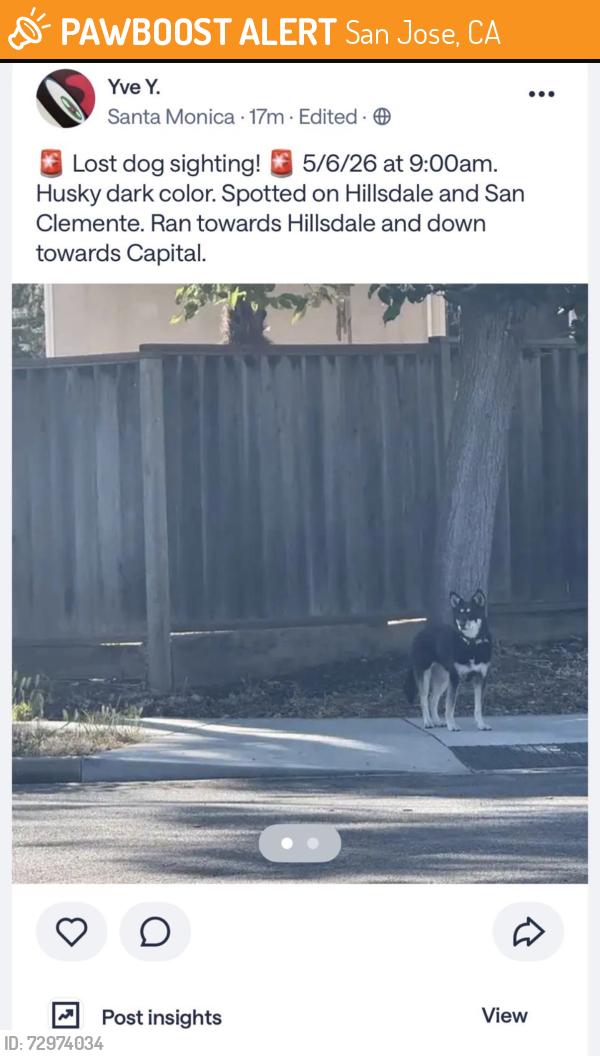 Found/Stray Unknown Cat last seen Hillsdale and cherry, San Jose, CA 95118