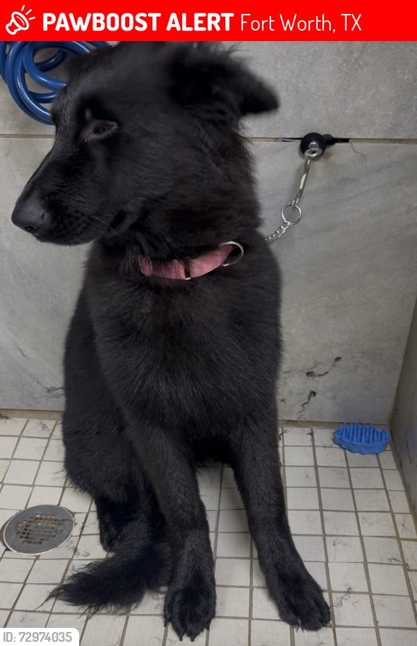 Lost Female Dog last seen McCart and Seminary , Fort Worth, TX 76115