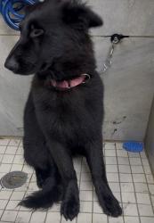Lost Female Dog last seen McCart and Seminary , Fort Worth, TX 76115