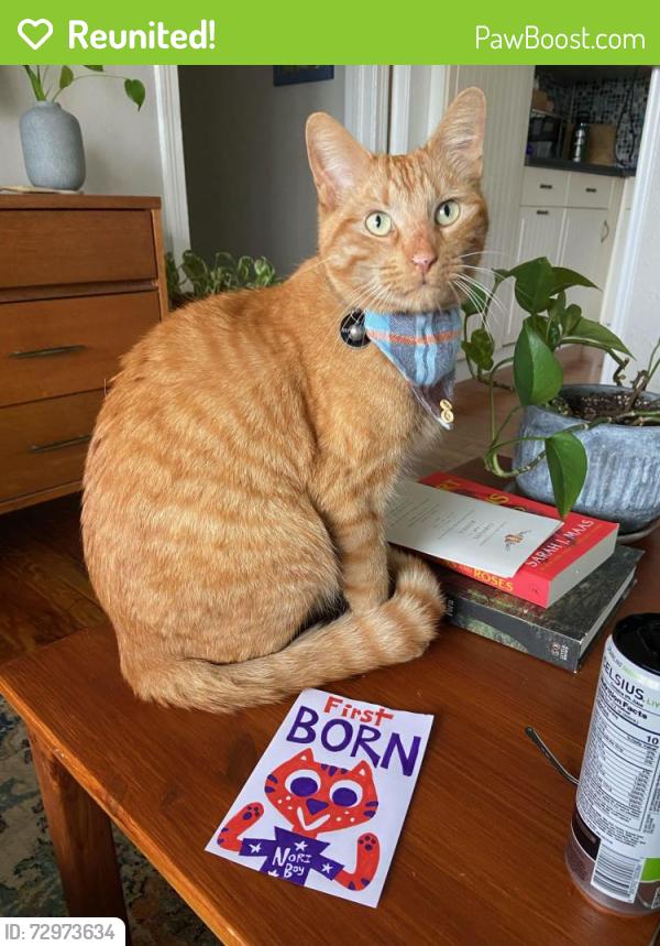 Reunited Male Cat last seen Eubanks and Rogers Rd, Chapel Hill, NC 27516
