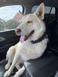 Reunited Male Dog last seen Circle K Nisqualli , Victorville, CA 92307