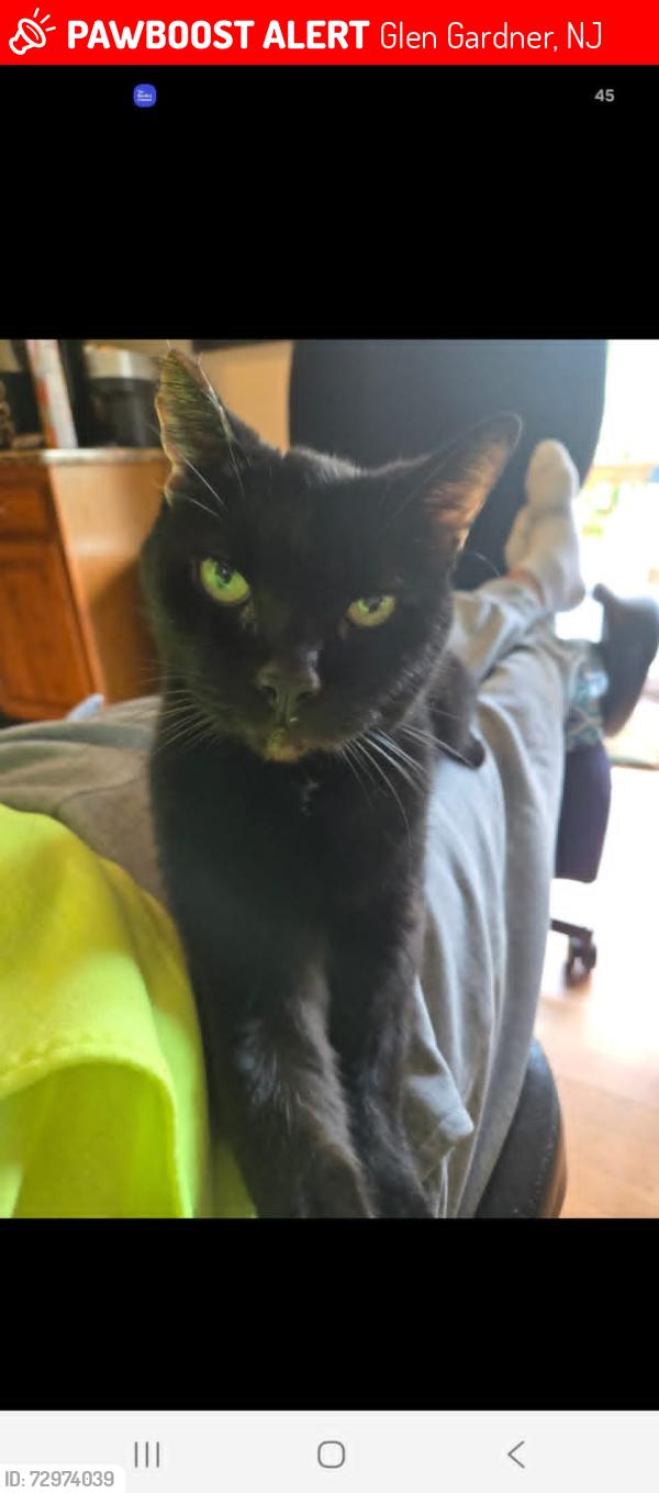 Lost Male Cat last seen Nicole terrace, Glen Gardner, NJ 08826