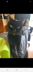 Lost Male Cat last seen Nicole terrace, Glen Gardner, NJ 08826